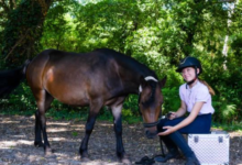 Equine Therapy